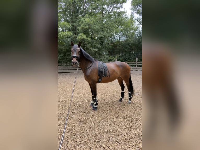 Oldenburg Giumenta 8 Anni 162 cm Baio in Wiesloch