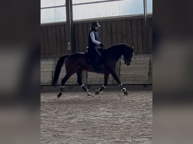 Oldenburg Giumenta 8 Anni 162 cm Baio in Wiesloch