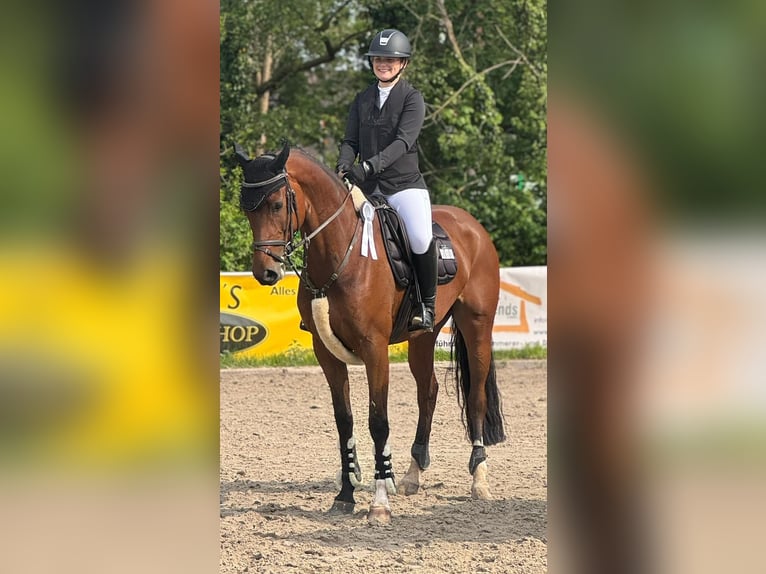 Oldenburg Giumenta 8 Anni 162 cm Baio in Papenburg