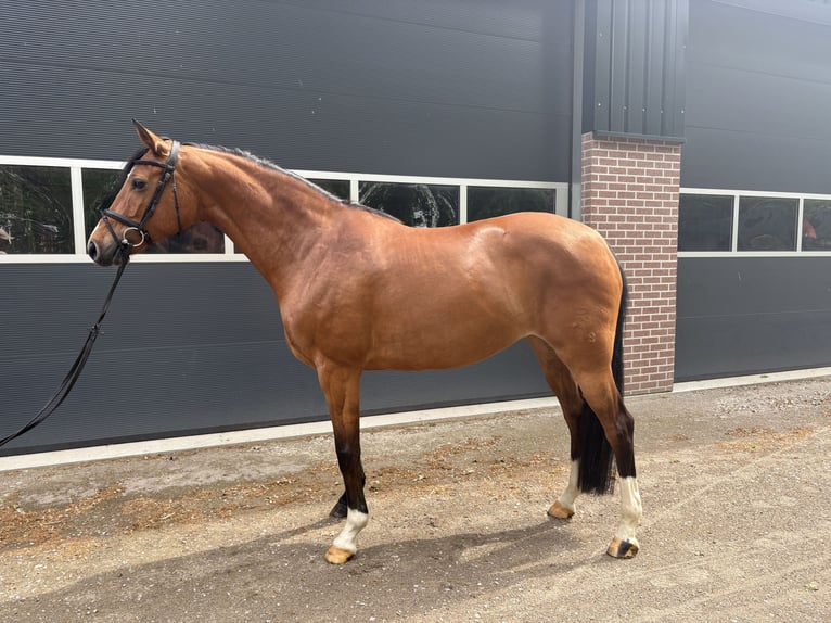 Oldenburg Giumenta 8 Anni 162 cm Baio in Hamminkeln