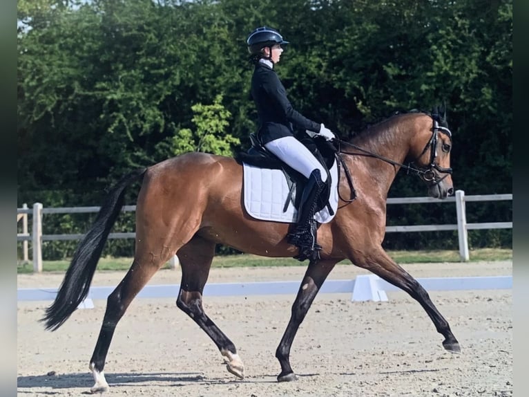 Oldenburg Giumenta 8 Anni 164 cm Baio scuro in Ahrensbök