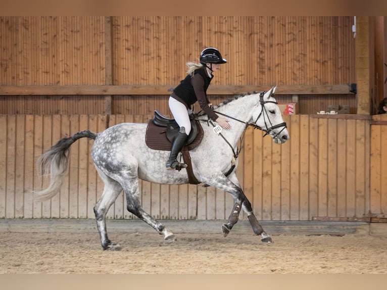 Oldenburg Giumenta 8 Anni 164 cm Grigio in Borthen