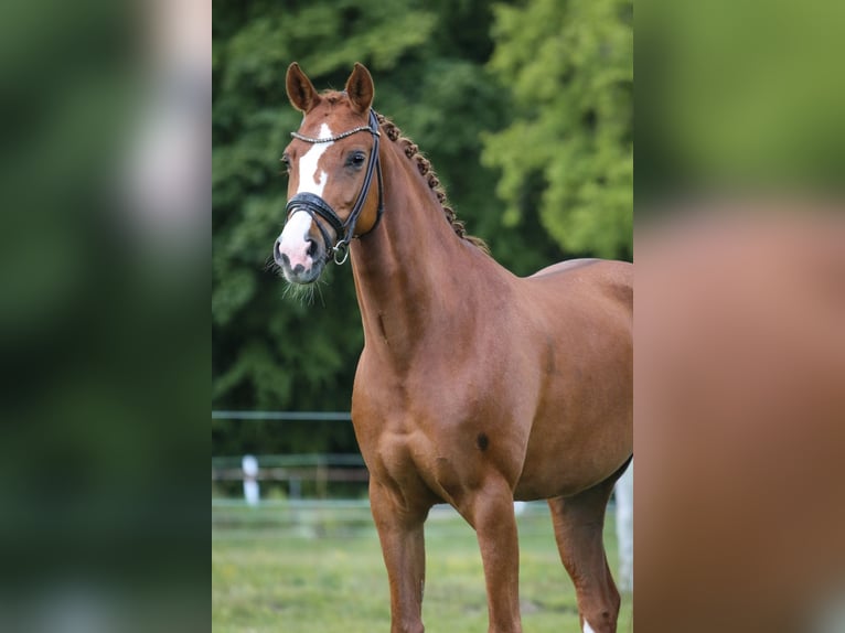 Oldenburg Giumenta 8 Anni 164 cm Sauro in Seeth-Ekholt