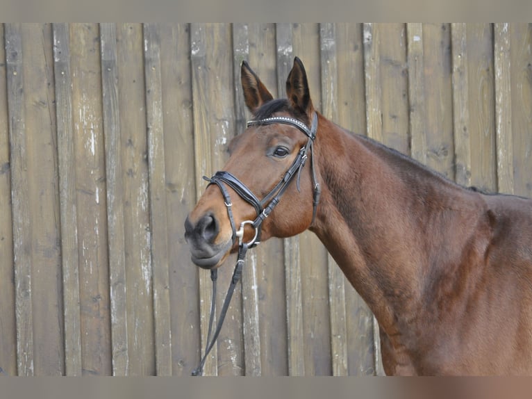 Oldenburg Giumenta 8 Anni 165 cm Baio in Gummersbach