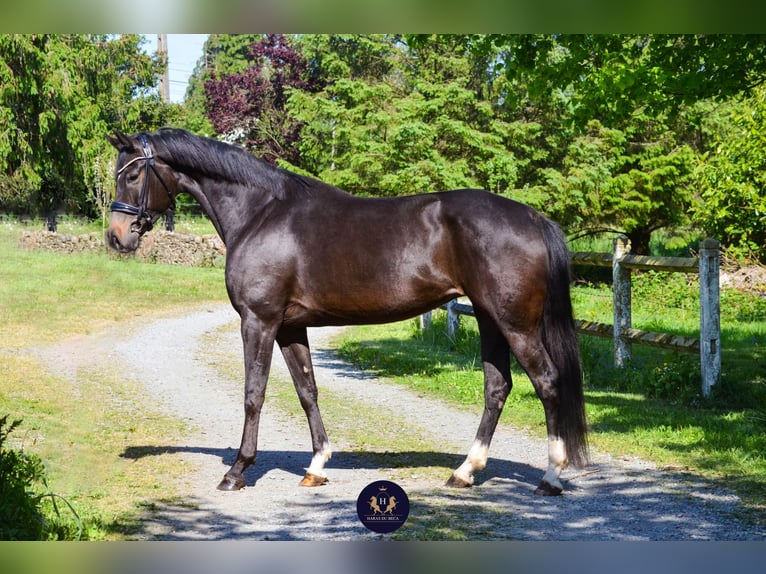Oldenburg Giumenta 8 Anni 165 cm Baio nero in Marigny le Lozon