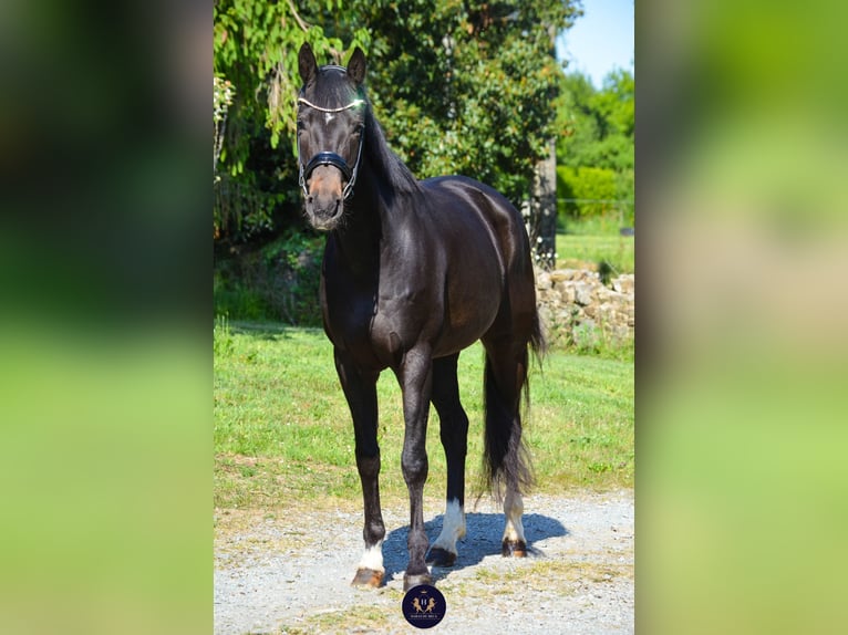 Oldenburg Giumenta 8 Anni 165 cm Baio nero in Marigny le Lozon