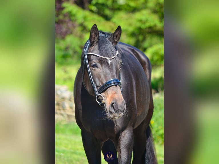 Oldenburg Giumenta 8 Anni 165 cm Baio nero in Marigny le Lozon