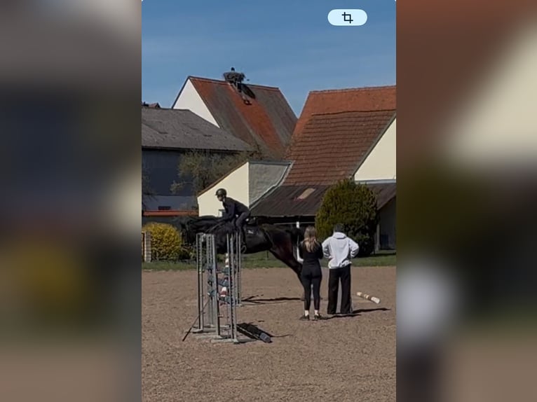 Oldenburg Giumenta 8 Anni 165 cm Baio scuro in Uehlfeld