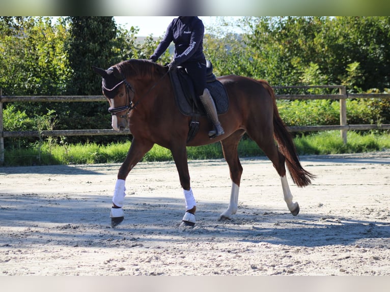 Oldenburg Giumenta 8 Anni 165 cm Sauro scuro in Vlotho