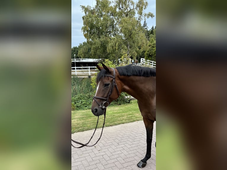 Oldenburg Giumenta 8 Anni 166 cm Baio in Schulendorf