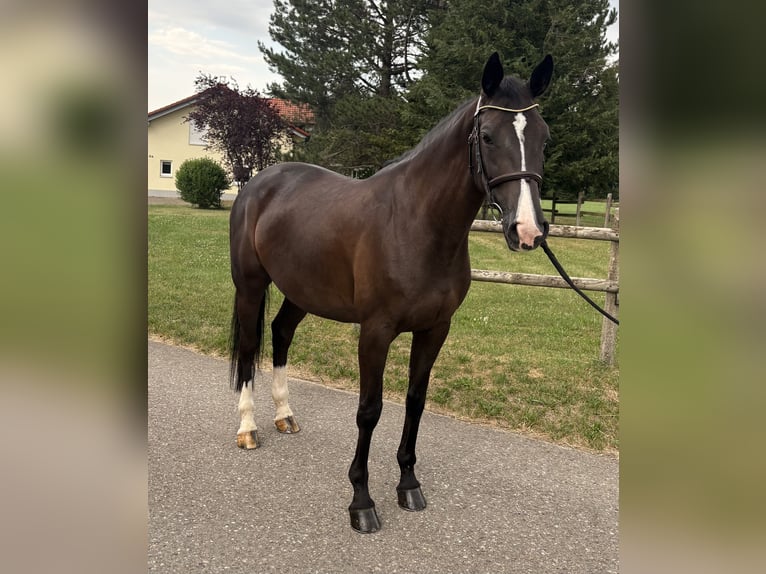 Oldenburg Giumenta 8 Anni 166 cm Morello in Altusried