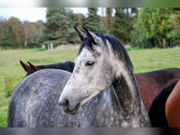 Oldenburg Giumenta 8 Anni 167 cm Grigio pezzato in Eydelstedt