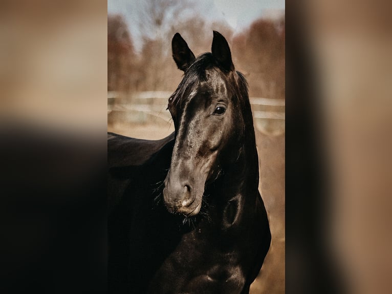 Oldenburg Giumenta 8 Anni 168 cm Morello in Alsdorf