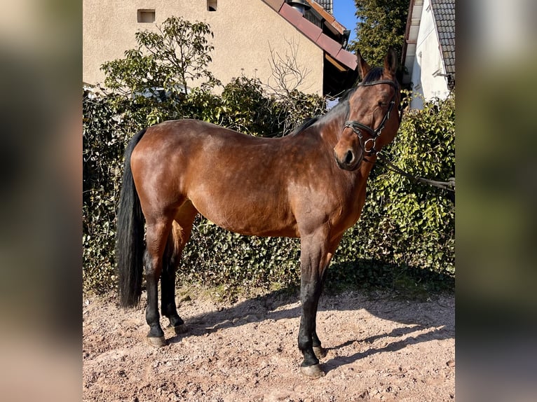 Oldenburg Giumenta 8 Anni 169 cm Baio in Sonnefeld