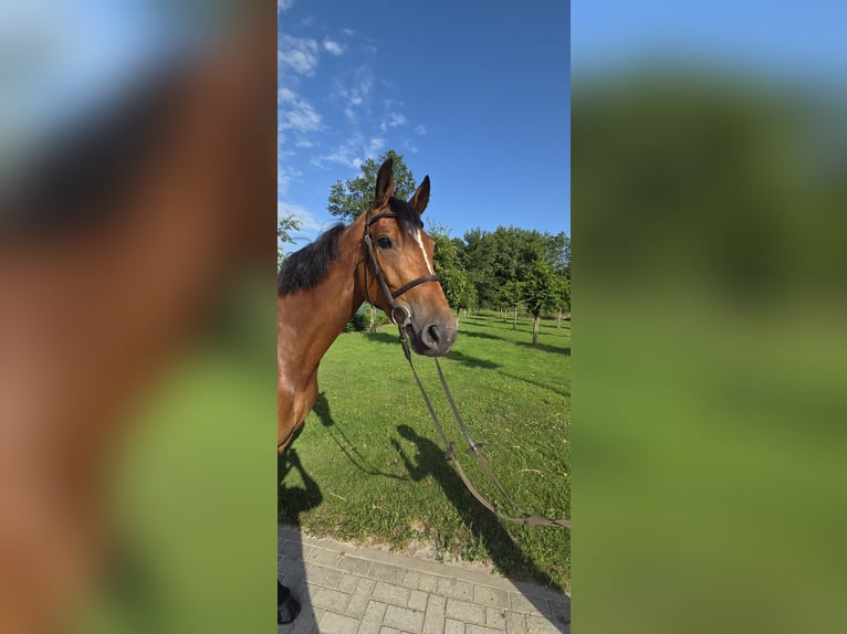 Oldenburg Giumenta 8 Anni 170 cm Baio in Wettrup