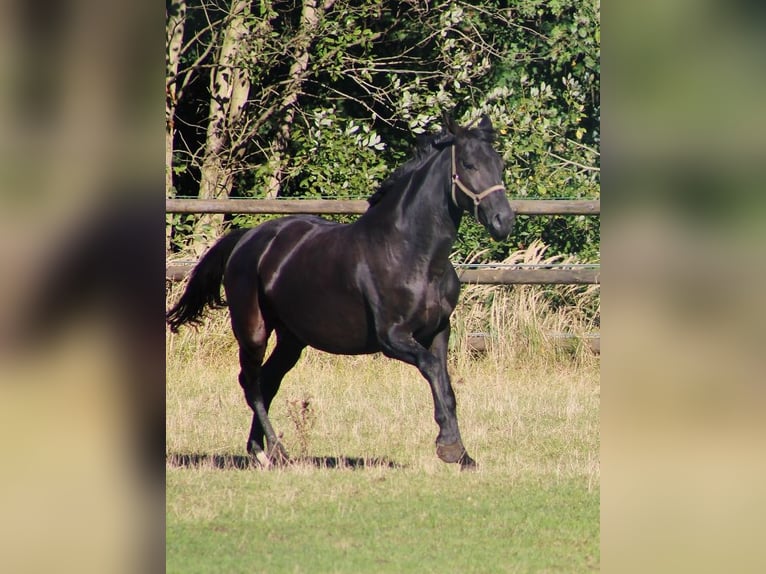 Oldenburg Giumenta 8 Anni 171 cm Morello in Radeburg