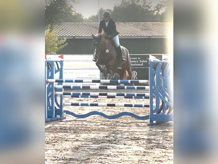 Oldenburg Giumenta 8 Anni 171 cm Sauro in Hüllhorst