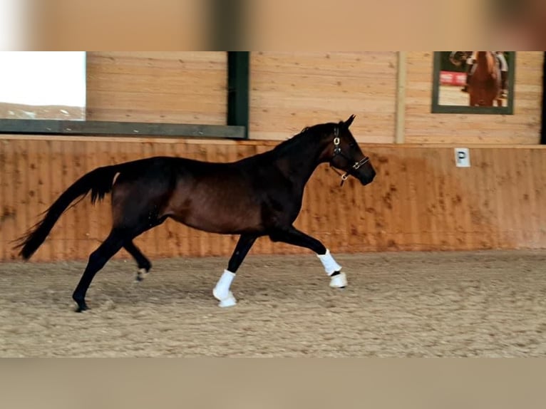 Oldenburg Giumenta 8 Anni 172 cm Baio in Chomice