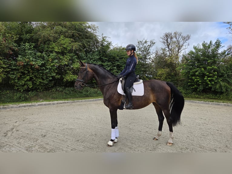 Oldenburg Giumenta 8 Anni 172 cm Baio nero in Bad Bramstedt