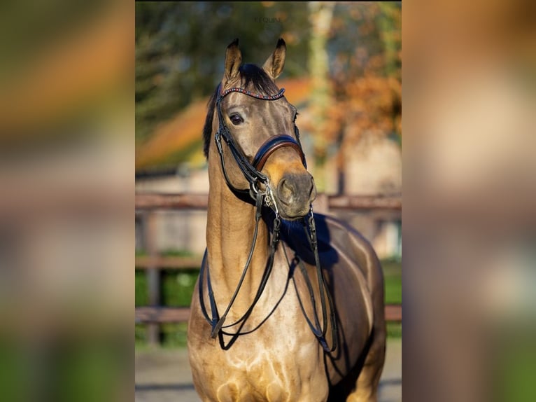Oldenburg Giumenta 8 Anni 172 cm Baio scuro in Tass