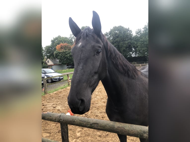 Oldenburg Giumenta 8 Anni 172 cm Morello in PlatePlate