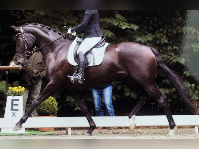 Oldenburg Giumenta 8 Anni 172 cm Morello in PlatePlate