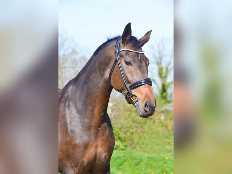 Oldenburg Giumenta 8 Anni 174 cm Baio nero in MARIGNY LE LOZON