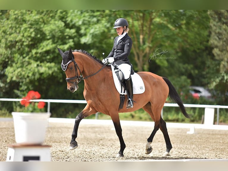 Oldenburg Giumenta 8 Anni 175 cm Baio in Braubach