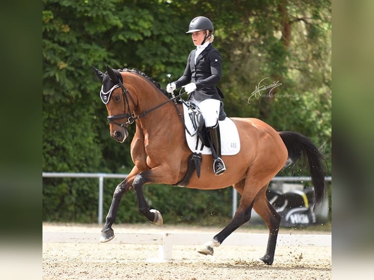 Oldenburg Giumenta 8 Anni 175 cm Baio in Braubach