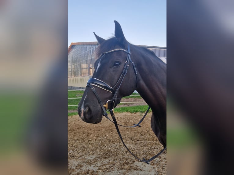 Oldenburg Giumenta 8 Anni 175 cm Baio nero in Wardow