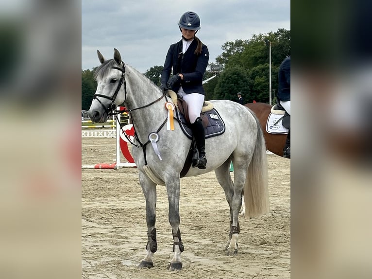 Oldenburg Giumenta 8 Anni 175 cm Grigio in Schermbeck
