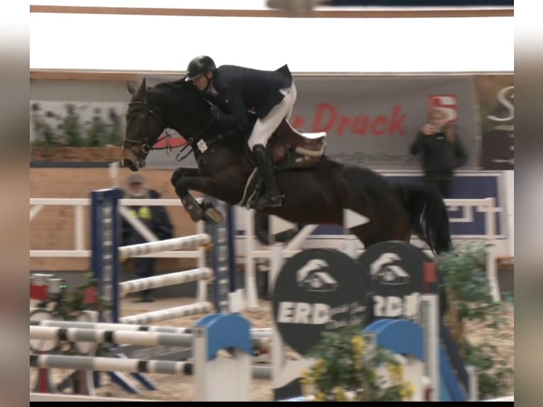Oldenburg Giumenta 8 Anni 178 cm Baio scuro in Hardegsen