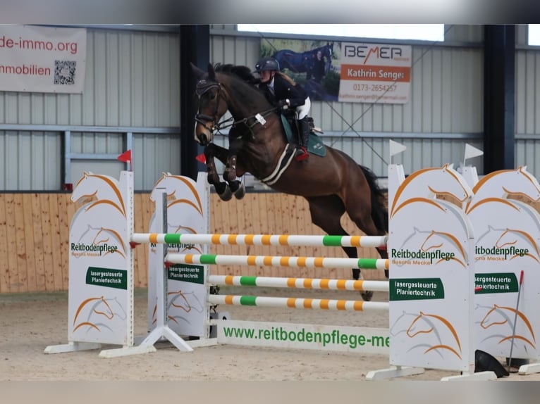 Oldenburg Giumenta 8 Anni 178 cm Baio scuro in Hardegsen