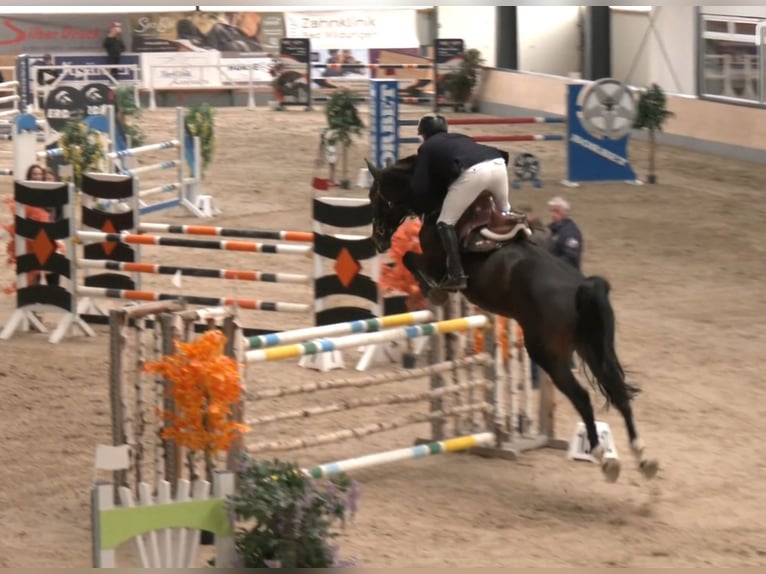 Oldenburg Giumenta 8 Anni 178 cm Baio scuro in Hardegsen