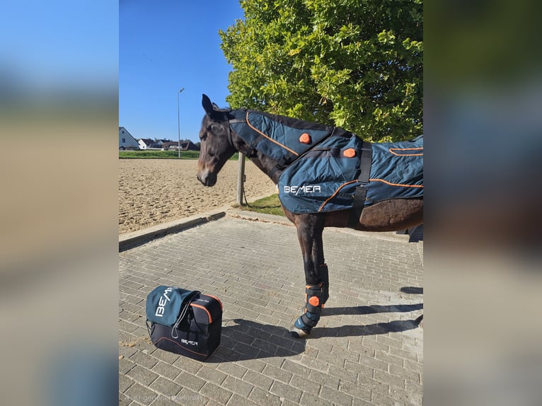Oldenburg Giumenta 8 Anni 178 cm Baio scuro in Hardegsen