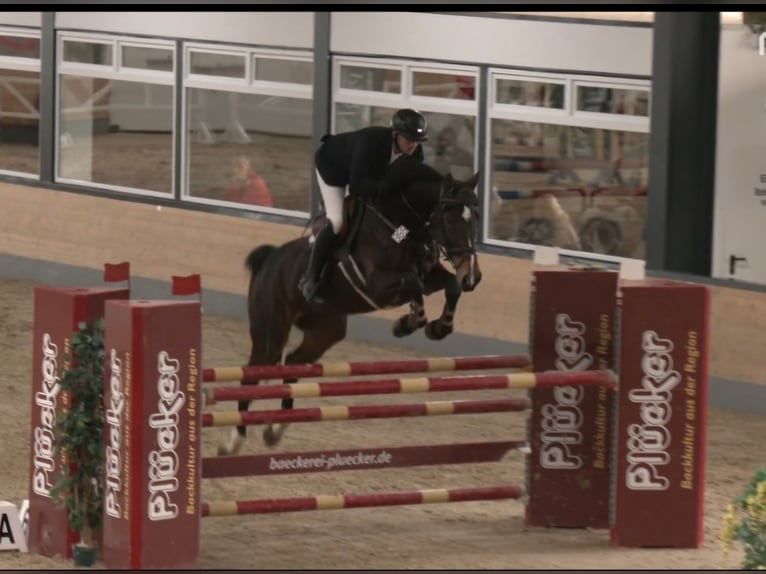 Oldenburg Giumenta 8 Anni 178 cm Baio scuro in Hardegsen