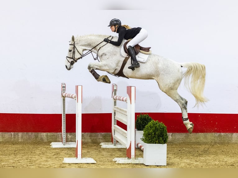 Oldenburg Giumenta 8 Anni 179 cm Grigio in Waddinxveen