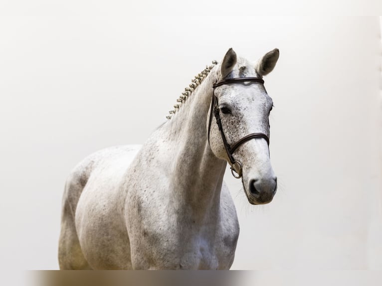 Oldenburg Giumenta 8 Anni 179 cm Grigio in Waddinxveen