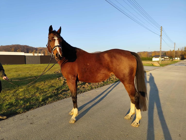 Oldenburg Giumenta 9 Anni 160 cm Baio in Bełsznica