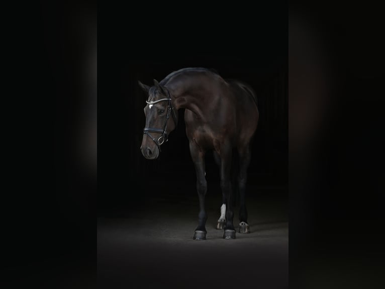 Oldenburg Giumenta 9 Anni 162 cm Baio nero in Am Ettersberg