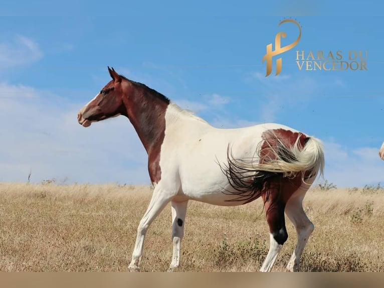 Oldenburg Giumenta 9 Anni 164 cm Tobiano-tutti i colori in Marly-sous-Issy