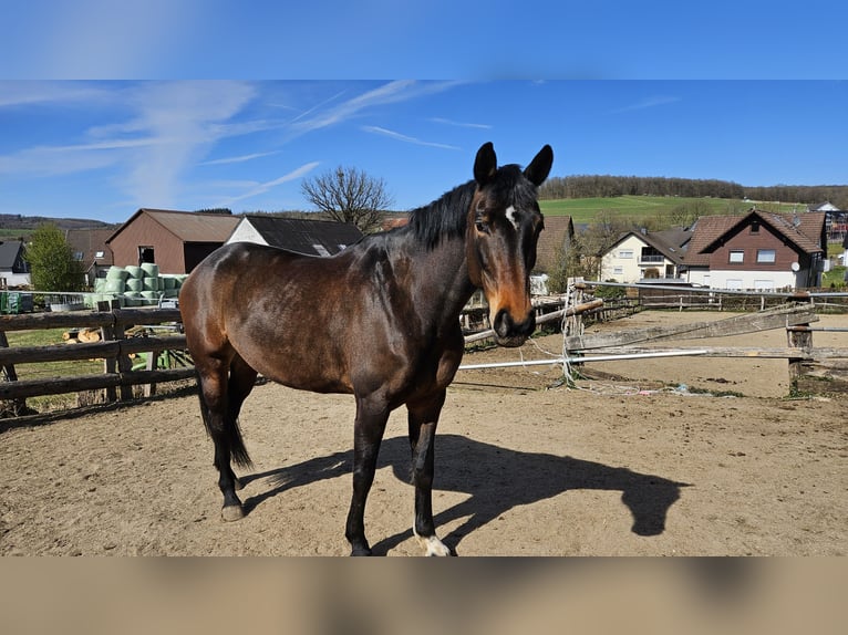 Oldenburg Giumenta 9 Anni 165 cm Baio scuro in Wenden