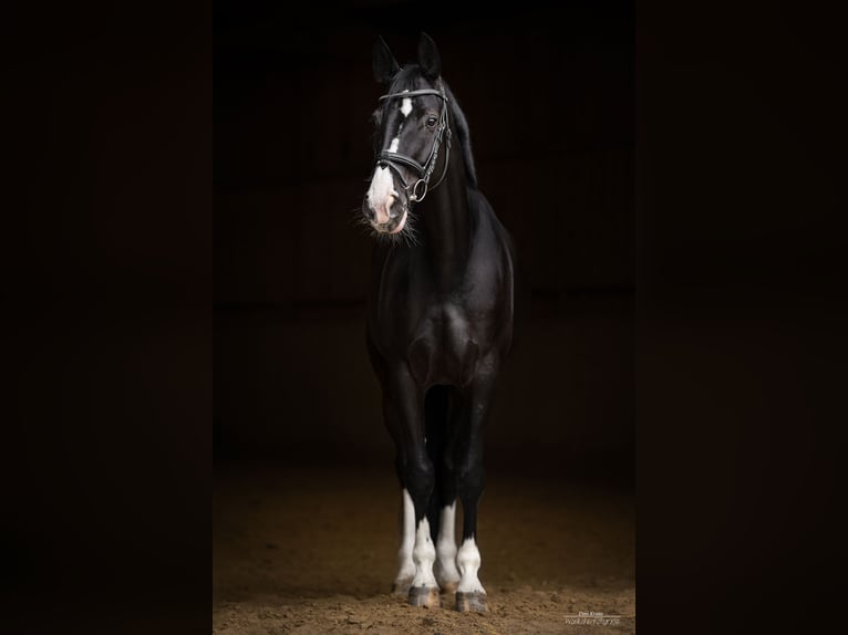 Oldenburg Giumenta 9 Anni 165 cm Morello in Wülfrath