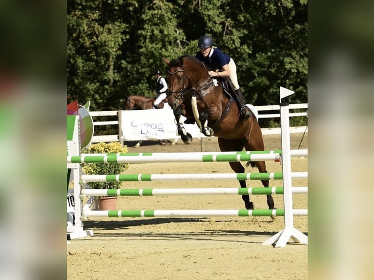 Oldenburg Giumenta 9 Anni 168 cm Baio in Seevetal