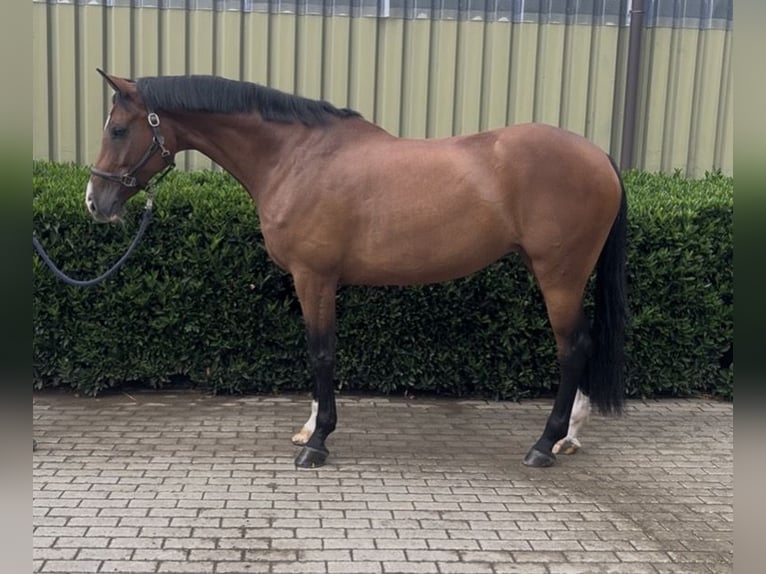 Oldenburg Giumenta 9 Anni 168 cm Baio in Iserlohn