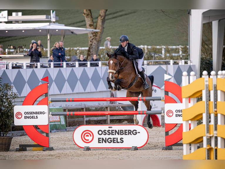 Oldenburg Giumenta 9 Anni 168 cm Baio in Iserlohn