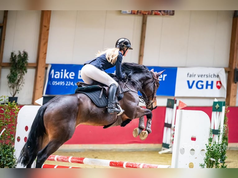 Oldenburg Giumenta 9 Anni 168 cm Baio scuro in Lübtheen