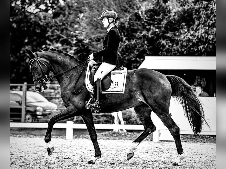 Oldenburg Giumenta 9 Anni 168 cm Baio scuro in Wildeshausen