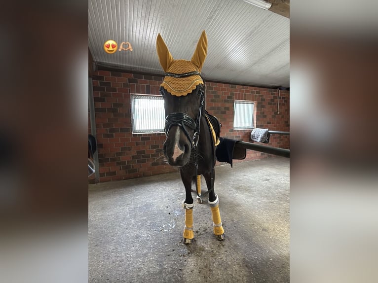 Oldenburg Giumenta 9 Anni 168 cm Baio scuro in Wildeshausen