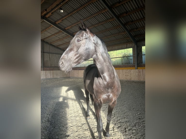 Oldenburg Giumenta 9 Anni 168 cm Morello in Alsdorf